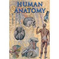 人体解剖学(附600余幅图片)Human Anatomy