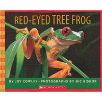 红眼睛树蛙 Red-eyed Tree Frog