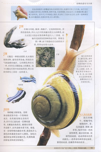 中国少儿百科全书 动物百科-图书杂志-少儿-科