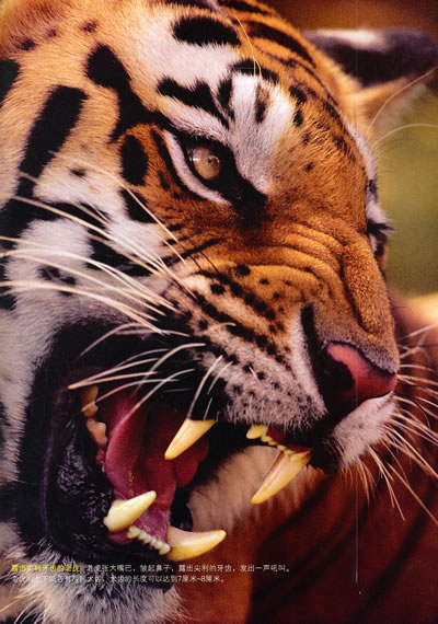 老虎:丛林战将(动物星球3d科普书)——3d特效,动手活动,成长记录,巨幅
