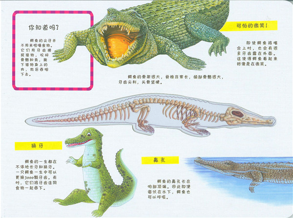 鳄鱼身体部位名称图片图片