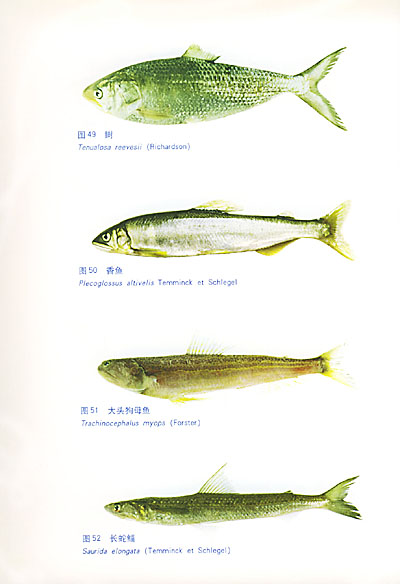 虾虎鱼种类图鉴淡水图片